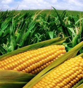 Цены на кукурузу продолжают расти в ЕС и в Украине