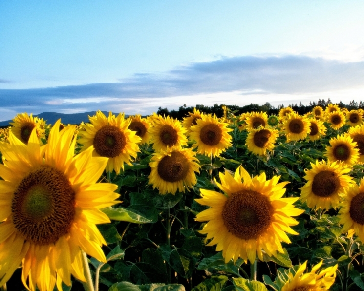Sunflower prices in Ukraine began to rise following vegetable oil markets