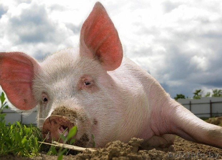 Цены на свинину в Чикаго превысили рекорд 2018 года на ожиданиях активизации экспорта в Китай