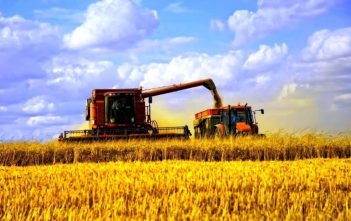 The successful progress of the harvest and good yields put pressure on the price of grain in Ukraine and Russia