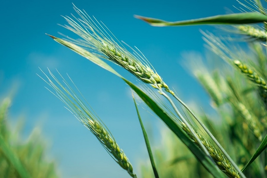 Deterioration of winter wheat crops in the United States supports quotations