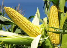 Спрос на кукурузу растет, но это пока не отразилось на ценах