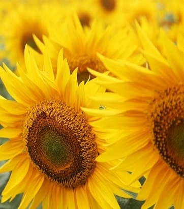 The USDA increased the estimate of world production of sunflower