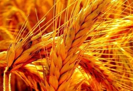 В среду на биржах резко выросла цена пшеницы