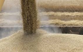 GASC bought 170,000 tons of wheat from the EU at the tender