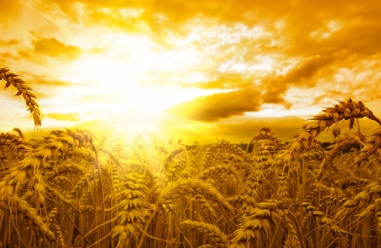 Bearish forecasts for the wheat harvest the warm up European stock exchanges