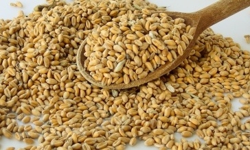 China plans to increase imports of wheat up to 4 million ton