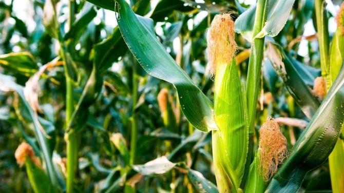 USDA увеличил прогнозы производства кукурузы для США и Украины, что компенсирует снижение урожая в Бразилии