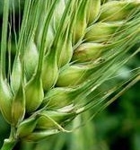 The fall in wheat prices slowed down