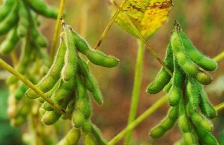 IGC predicts an increase in soybean production in the season 2016/17 MG