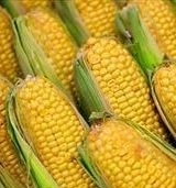 Фьючерсы на кукурузу в Чикаго упали на 4,5%