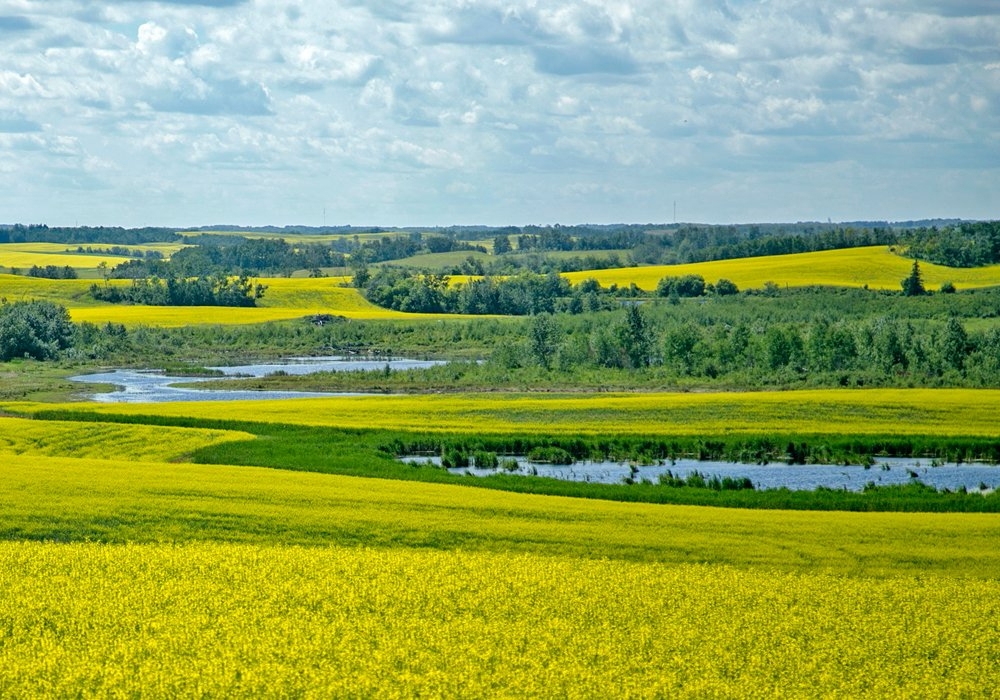 Canola and canola prices fell on data on increased acreage in Canada