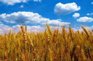 Wheat prices turned