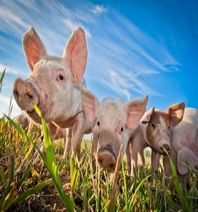 Китай сокращает производство свинины и потребление сои