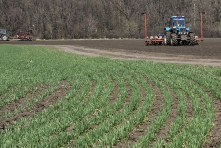 More than half of winter crops in Ukraine were sown later than the optimum time