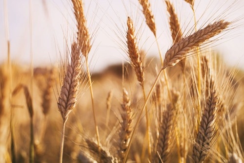 Data on exports affect the wheat prices on the stock exchanges