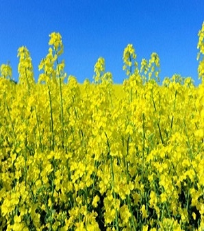 The price of canola growing in the background of a sharp rise in price of palm oil 