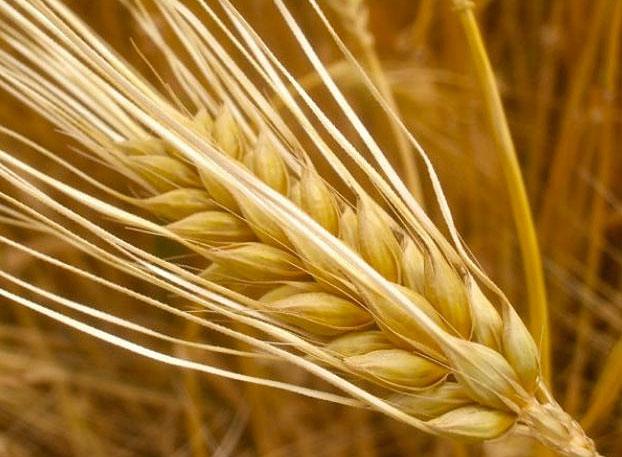New tender in Saudi Arabia has supported the world price of barley