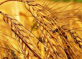 Because of the heat in the US, wheat prices increased by 4%