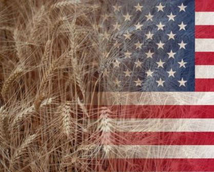 Спекулятивный рост цен на пшеницу остановился