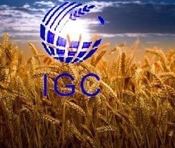 IGC has sharply reduced the forecast of world wheat production
