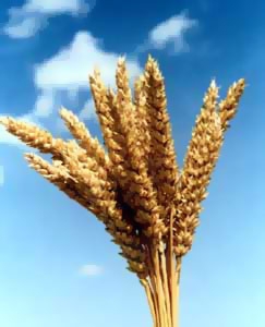 Better weather lowers wheat prices