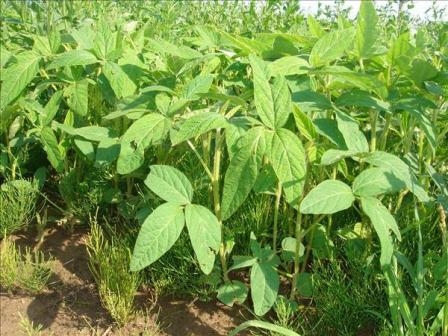 Soybean sowing rates in Brazil are 4% lower than last year