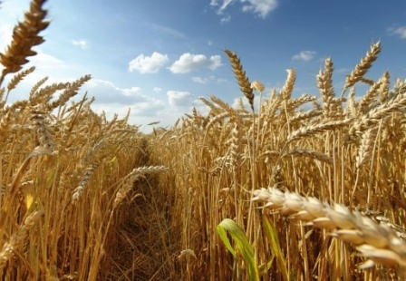 The wheat exchanges started the week with drop in prices