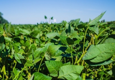Experts expect a significant increase in crop forecasts for soybeans and corn in the United States in the new USDA report
