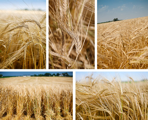 Saudi Arabia has purchased barley podeshevle