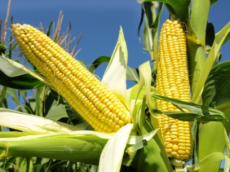 Drought worsens the prospects of the corn crop in the EU
