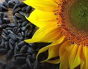 The price of sunflower under pressure to reduce production