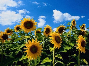 Sunflower prices are rising, but the factors of support have been exhausted
