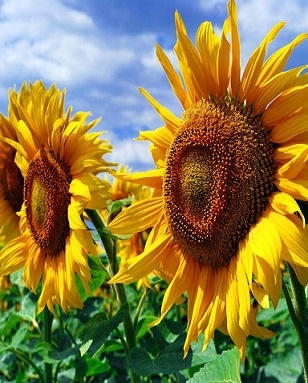 The drop in the price of vegetable oil lowers the price of sunflower