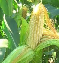 Активный экспорт поддерживает цены на кукурузу