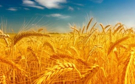 Wheat exchange has again turned down