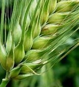 Weather factors lowered the price of wheat in Europe
