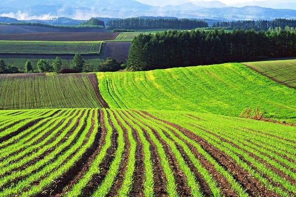 Аграрний комітет ВР представив варіанти українського земельного ринку