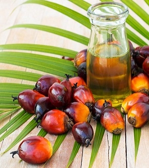 The price of palm oil rose to a 4-month high