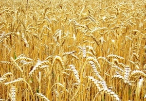 The beginning of the harvesting campaign in the United States slowed the growth in wheat prices