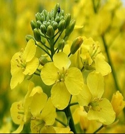 Canada can increase the production of canola in the new season