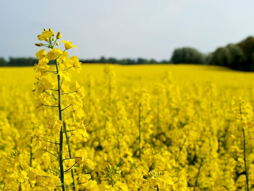 News about possible rapeseed supplies from Ukraine to Canada has blown up prices for rapeseed and rapeseed 