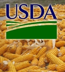 The USDA increased the forecast of corn production more than analysts had expected 