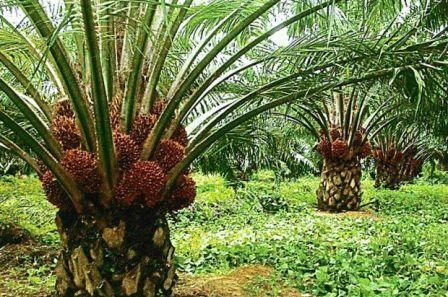The price of palm oil fell sharply