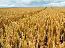 The wheat market has not yet reacted to the reduction of the production forecast in the USDA report