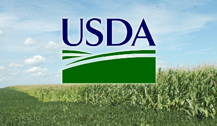 USDA прогнозирует снижение переходящих остатков и увеличение потребления кукурузы в новом сезоне.