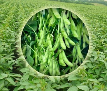 The price of soybeans fall after the vegetable oil markets 