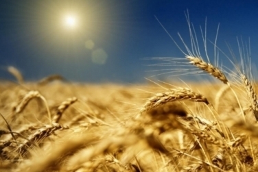 The Ukrainian grain crop may suffer from drought
