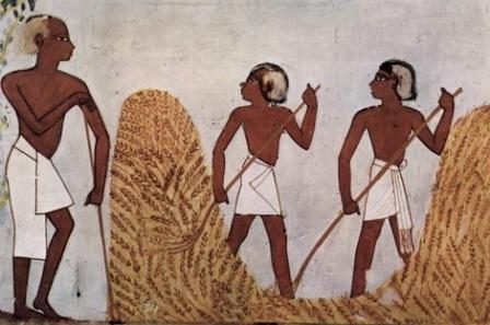 Египет упрощает процедуру импорта пшеницы