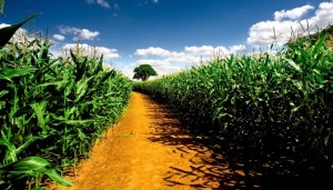 Цены на кукурузу остаются на низком уровне 